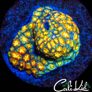 SHORT TENTACLE GOLDEN GONI