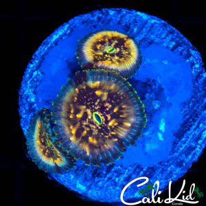 MYSTERY ZOA TRIPLE