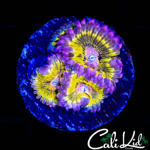 CHIQUITA TYPE QUAD