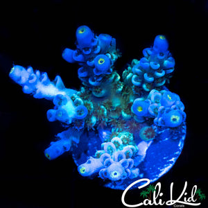 AQUAMAN RAINBOW TENIUS CHUNK