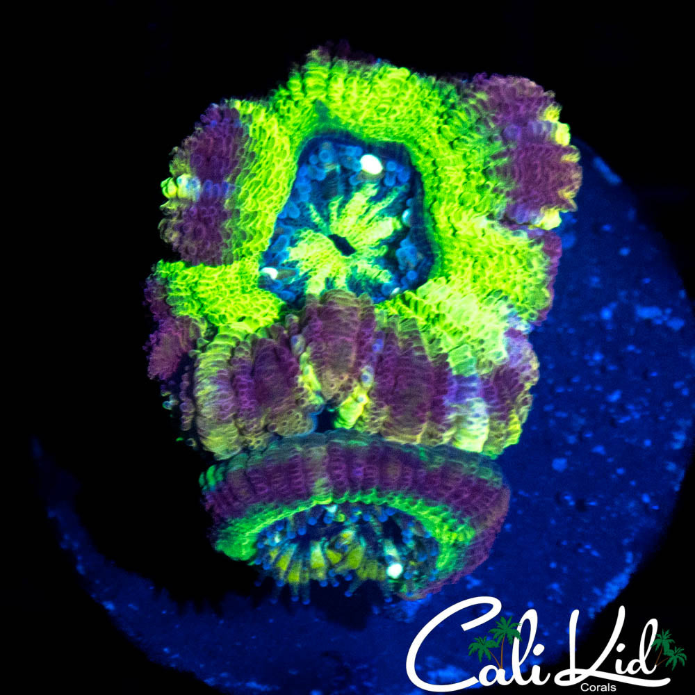 BIG HEAD RAINBOW ASIAN ACAN DOUBLE