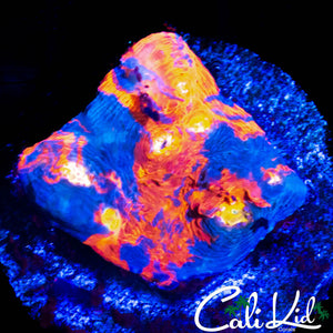 INDO RAINBOW SWIRL CHALICE