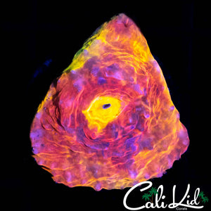 MYSTERY RAINBOW CHALICE FRAG