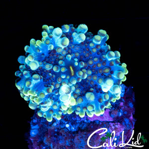 PURPLE BASE RICORDIA