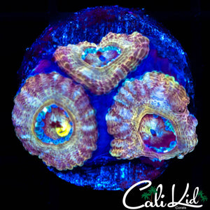 RARE ASIAN ACAN TRIPLE
