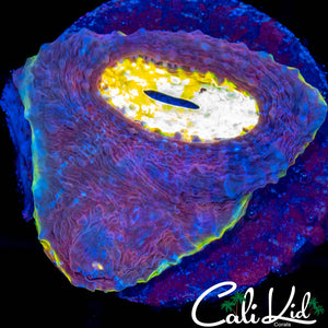 SOLOMAN ISLAND BIG EYE CHALICE