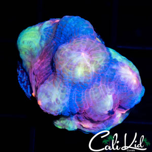 CK FRANKENBERRY CHALICE