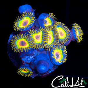 RASTA ZOA MINI COLONY