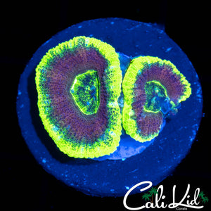 RASTA ASIAN ACAN DOUBLE