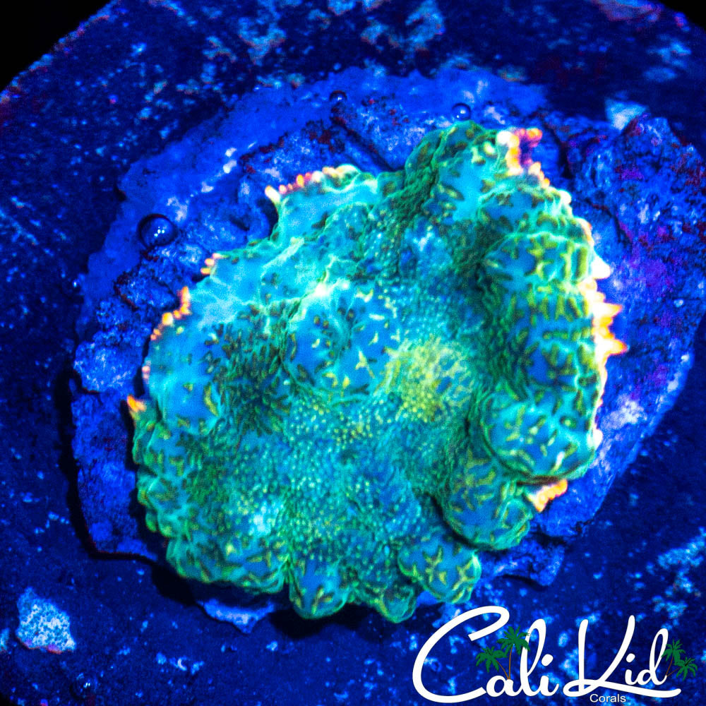 GOLD RIM RHODACTIS