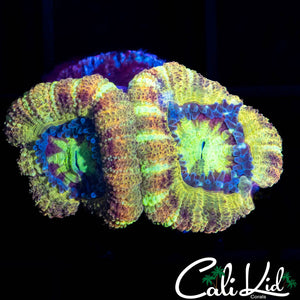 RARE RAINBOW ASIAN ACAN DOUBLE