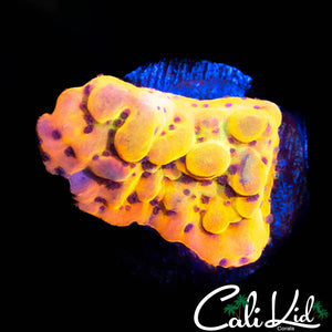CK BUBONIC MONTI