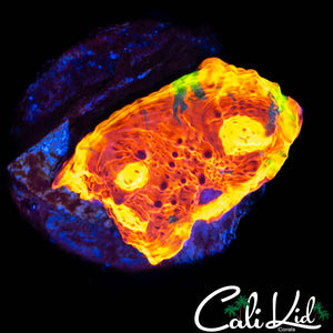 RAINBOW RIM CHALICE FRAG