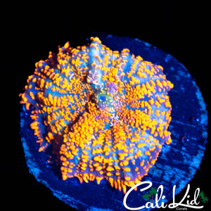 FLAMING RHODACTIS
