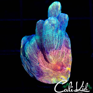 RAINBOW EYE PECTINIA