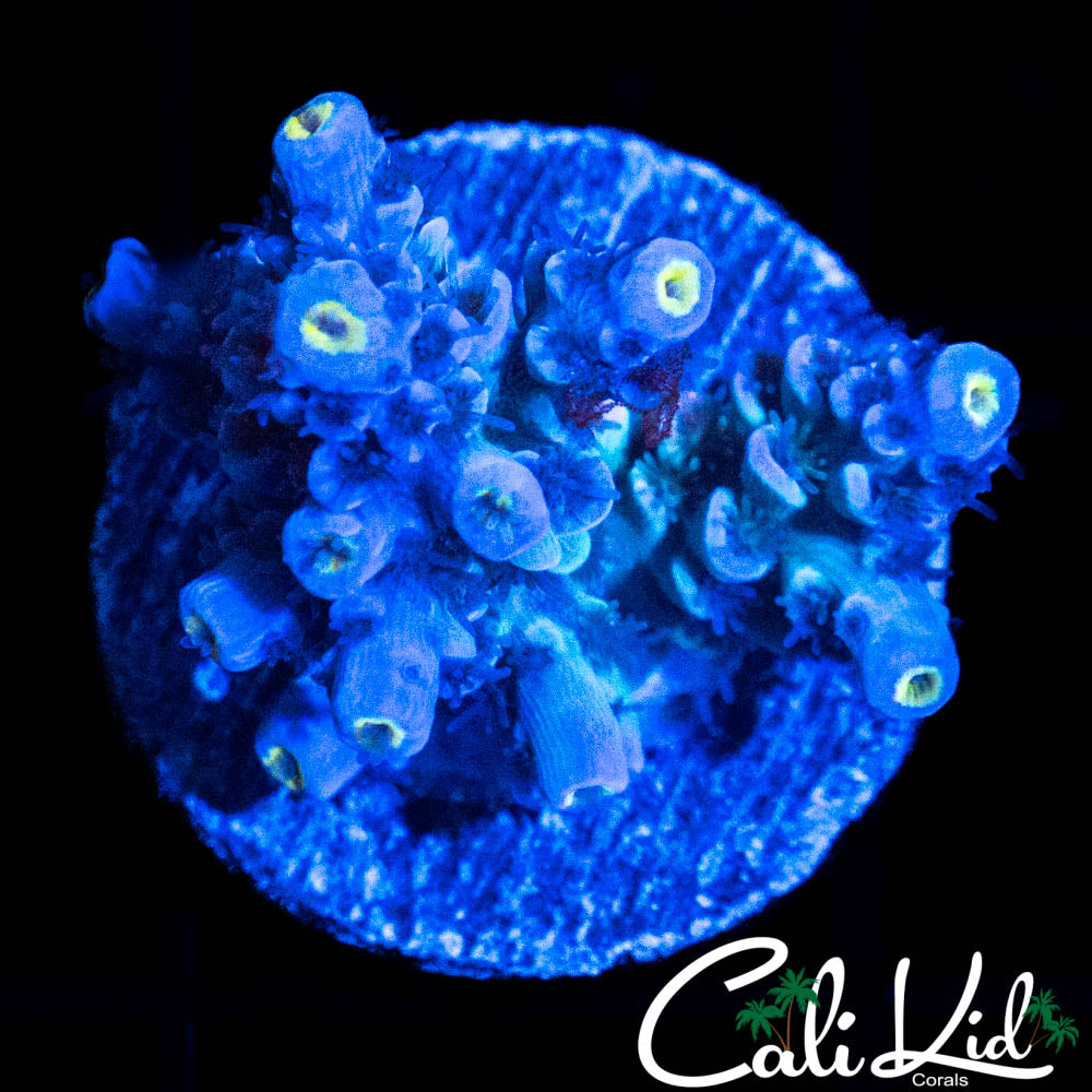 BLUE BAYOU TENIUS CHUNK