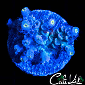 BLUE BAYOU TENIUS CHUNK