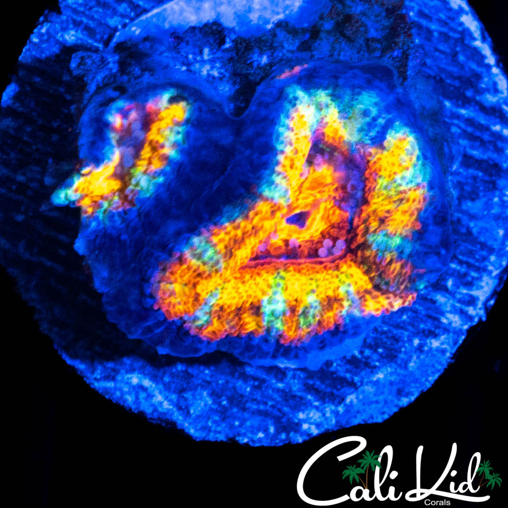 ULTRA RAINBOW ACAN DOUBLE