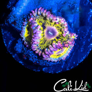 CHIQUITA TYPE ZOA TRIPLE