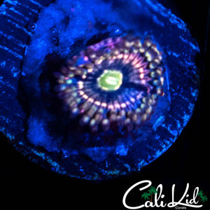 INTERSTELLAR ZOA