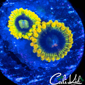 YODA ZOA DOUBLE
