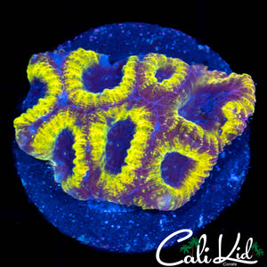 PPE FAVIA FRAG