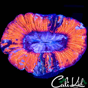 SUPERMAN TYPE TRACHY