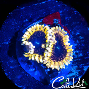 MESOPHERE ZOA DOUBLE