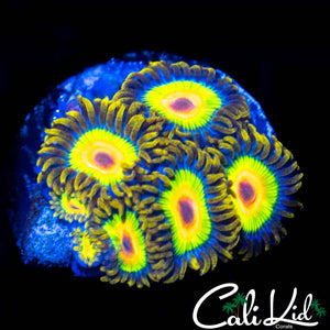 RASTA ZOA MINI COLONY
