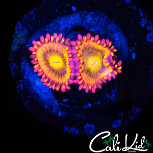 CK UNRELEASED ZOA DOUBLE