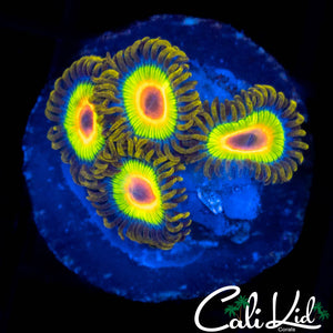 RASTA ZOA QUAD