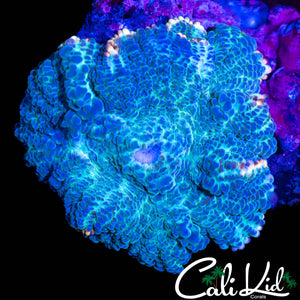 GOLDEN RIM RHODACTIS