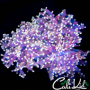 PINKY BRANCHING FROGSPAWN
