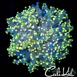 BI COLOR BRANCHING FROGSPAWN