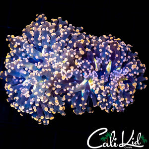 PINK BRANCHING FROGSPAWN