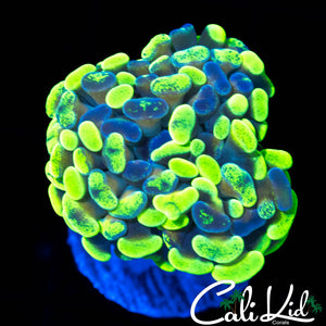 SPLATTER BRANCHING HAMMER