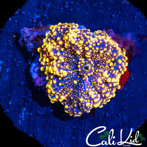 LARGE NEON ORANGE YUMA
