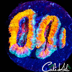 RAINBOW ACAN MORPH TRIPLE