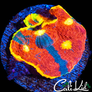 INSANE RAINBOW CHALICE CHUNK