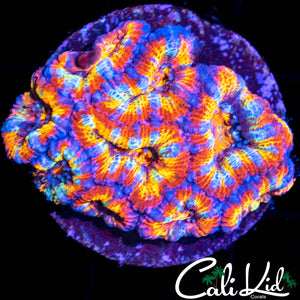 INSANE RAINBOW ACAN MINI COLONY