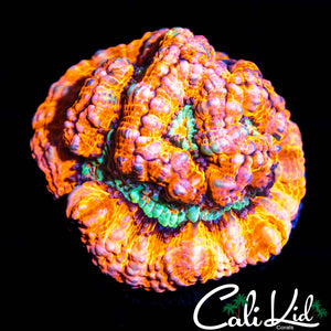 RARE RAINBOW WILSONI MINI COLONY