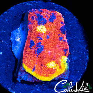INDO RAINBOW CHALICE LARGE FRAG