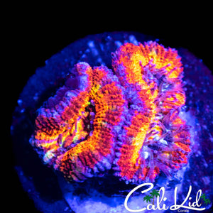 RAINBOW RING ACAN DOUBLE