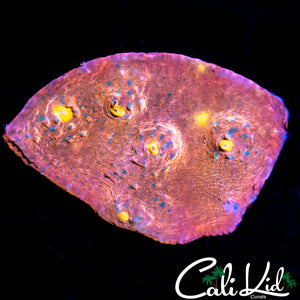 SPECKLED SMOOTHSKIN OXYPORA CHALICE