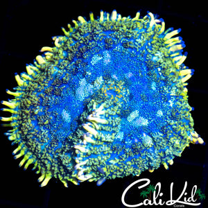 LARGE BI COLOR RHODACTIS