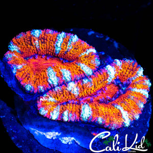 CANDY CANE ACAN DOUBLE