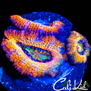 ULTRA RAINBOW ACAN TRIPLE