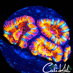 ULTRA RAINBOW ACAN QUAD