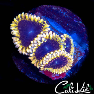 MESOPHERE ZOA QUAD