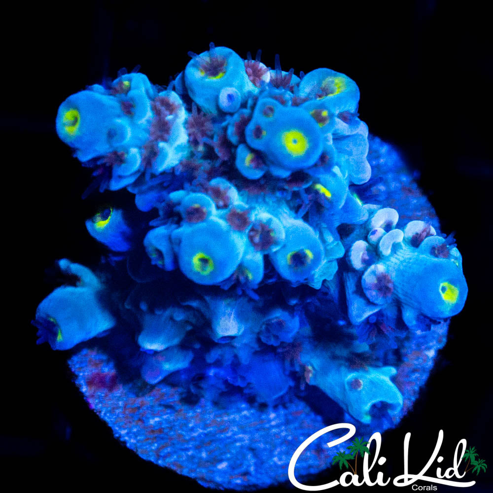 RAINBOW TENIUS CHUNK